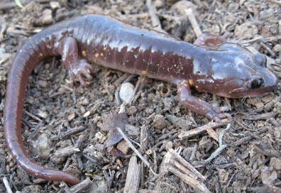Arboreal Salamander